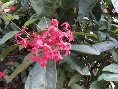 Ixora casei