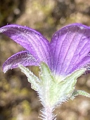 Campanula pallida