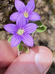 Campanula pallida