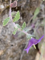 Campanula pallida