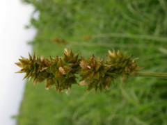 Carex gravida