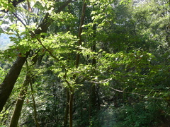 Carpinus tropicalis