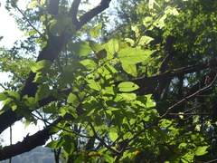 Carpinus tropicalis