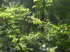 Carpinus tropicalis