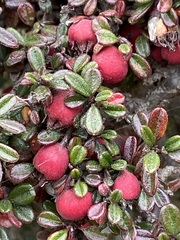 Cotoneaster microphyllus