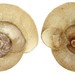 Gyro Snails - Photo (c) Udo Schmidt, some rights reserved (CC BY-SA)