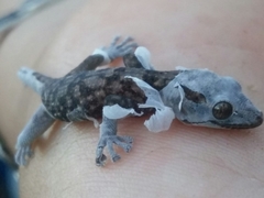 Phyllodactylus nocticolus