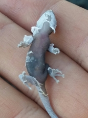 Phyllodactylus nocticolus