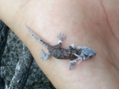 Phyllodactylus nocticolus