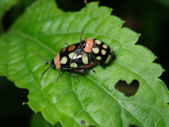 Alagoasa trifasciata