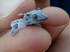 Phyllodactylus nocticolus