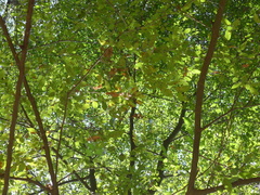 Carpinus tropicalis