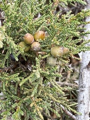 Juniperus squamata
