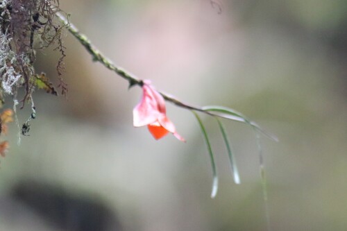 Dendrobium habbemense observed 2025-09-14