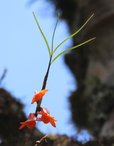Dendrobium habbemense observed 2025-09-14