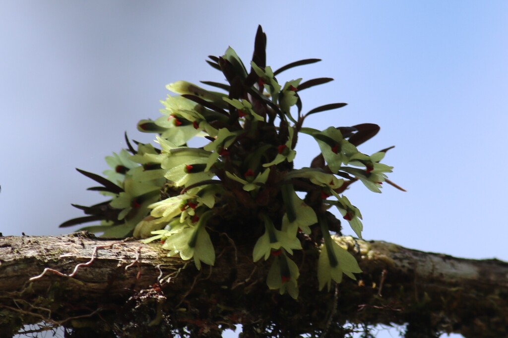 Dendrobium sulphureum Schltr. 3