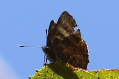 Melanolycaena