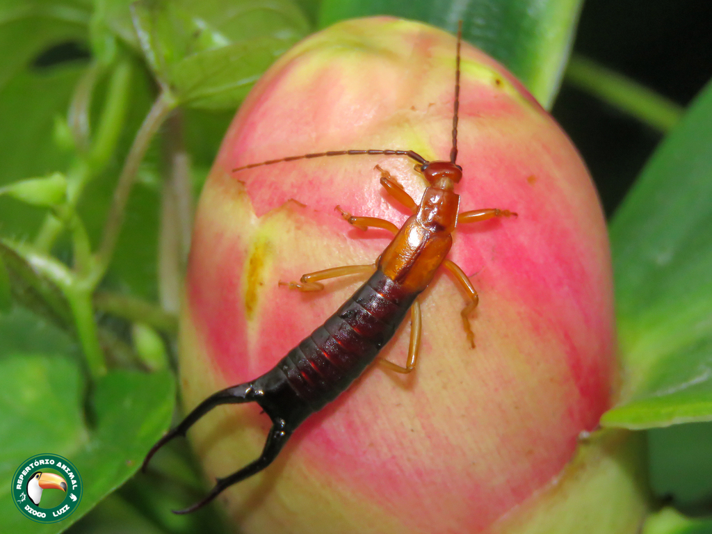 Doru gracilis