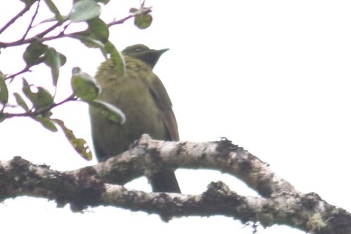 Cnemophilus loriae, 2025-09-14