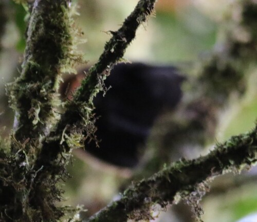 Cnemophilus macgregorii observed 2025-09-15