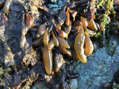 Adenocystis utricularis