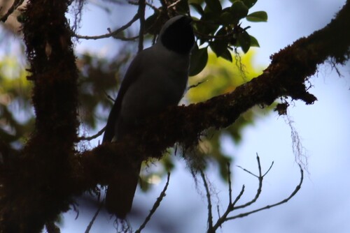 Coracina longicauda observed 2025-09-16