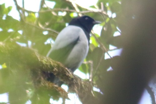 Coracina longicauda observed 2025-09-16