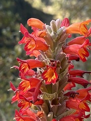 Colquhounia coccinea