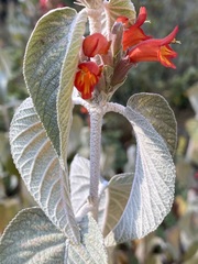 Colquhounia coccinea