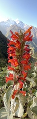 Colquhounia coccinea