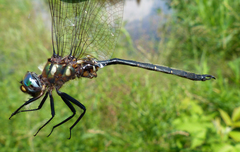 Somatochlora forcipata