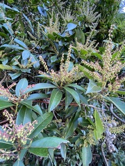 Pieris formosa
