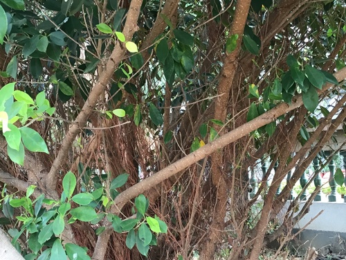 Ficus microcarpa