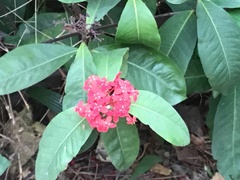 Ixora casei