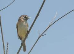 Polystictus pectoralis