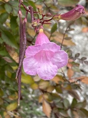 Tecomeae
