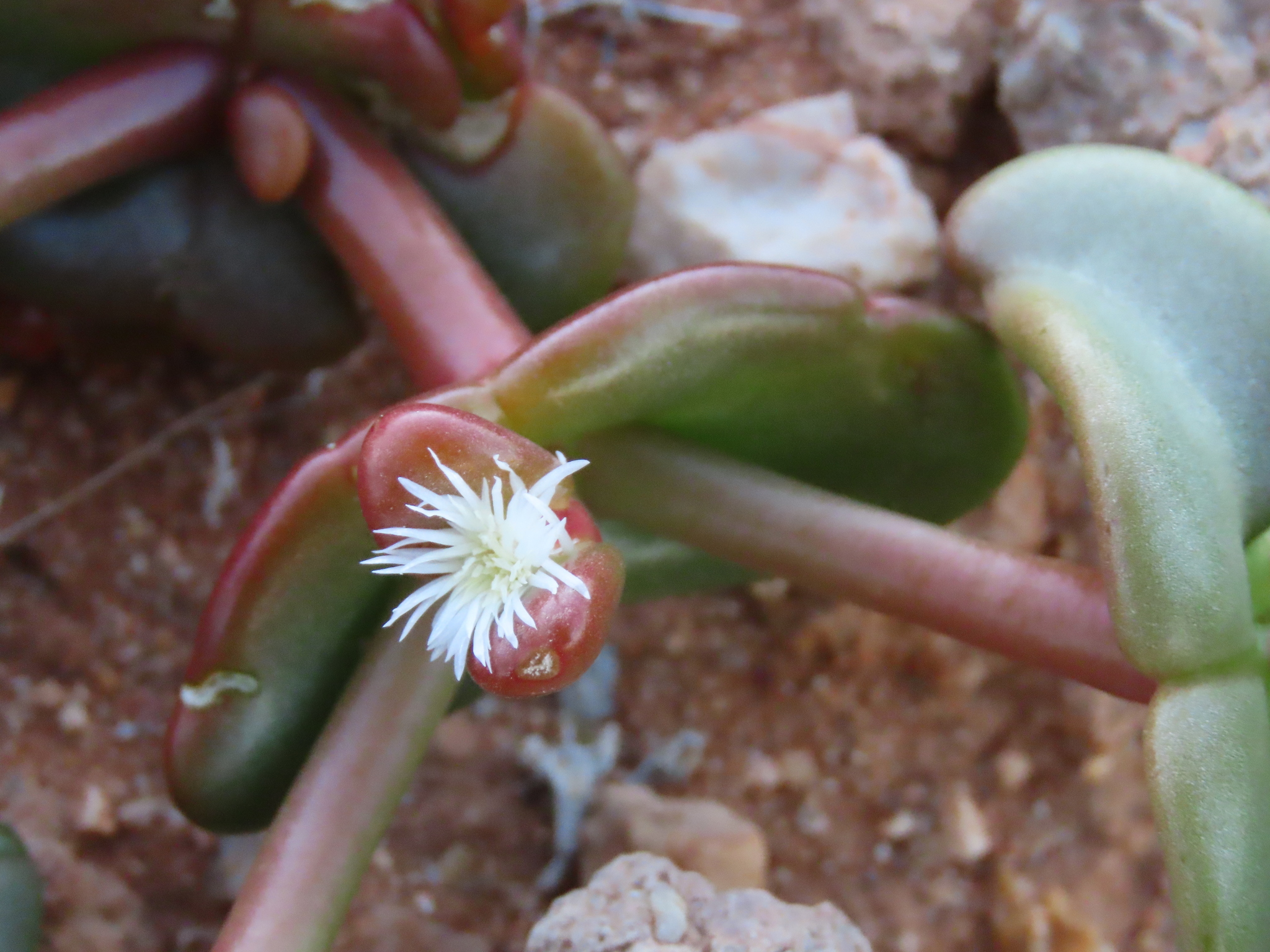 Mesembryanthemum juttae
