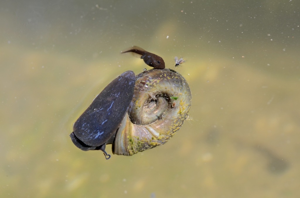 Planorbarius