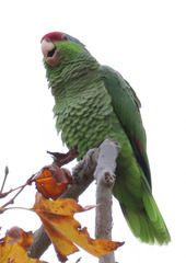 Amazona finschi × viridigenalis