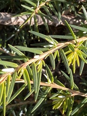 Tsuga dumosa