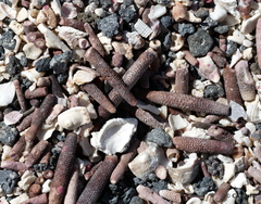 Eucidaris galapagensis