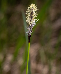 Carex concinnoides