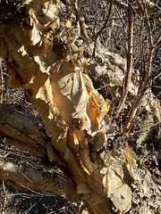 Betula utilis