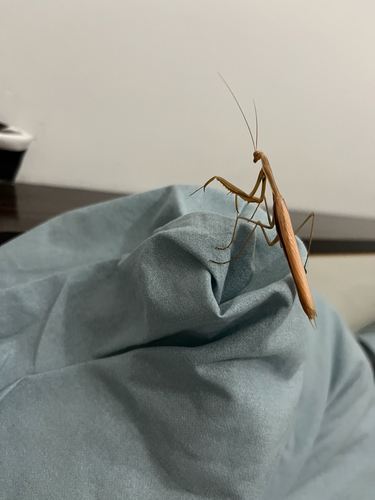 European Mantis