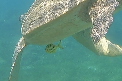 Gnathanodon speciosus
