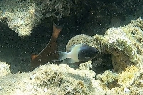 Pycnochromis fieldi