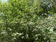 Carpinus tropicalis