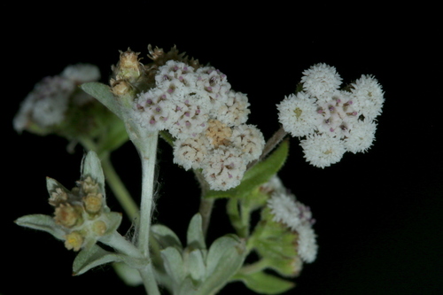 Denekia capensis Thunb.