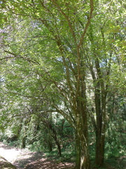 Carpinus tropicalis