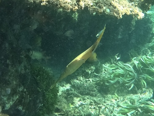 Aulostomus chinensis